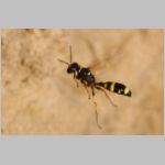 Mellinus arvensis - Kotwespe w46 im Nestanflug.jpg